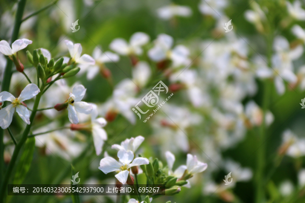 花