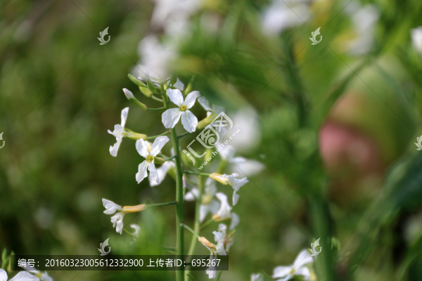 菜花盛開