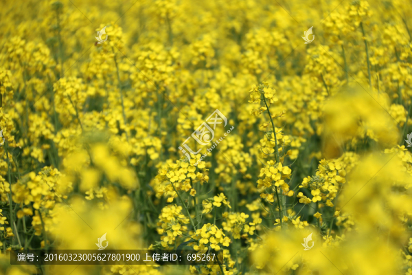 油菜花