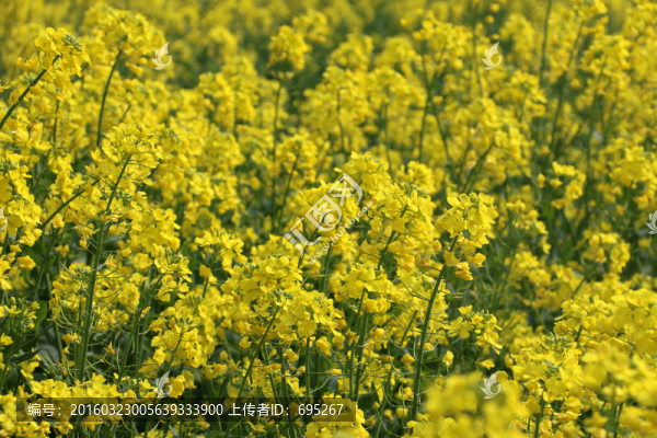 菜花
