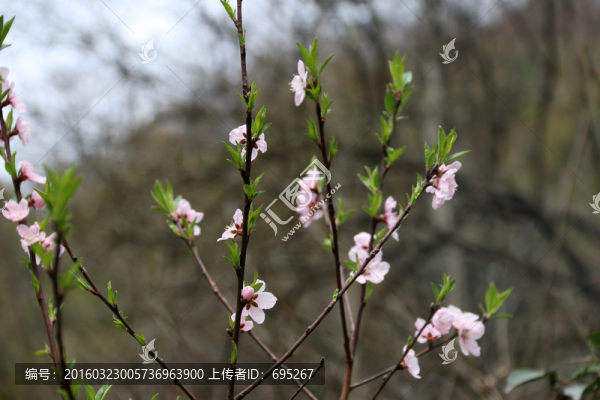 桃花