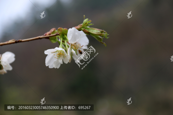 一枝櫻花