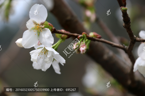 櫻花掛枝