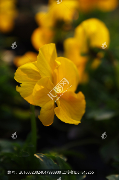 初春花