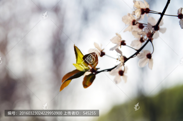 初春櫻花