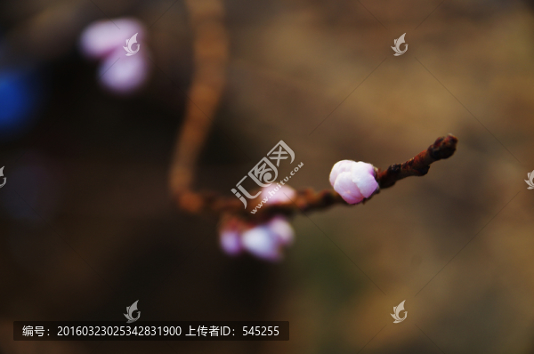 初春桃花