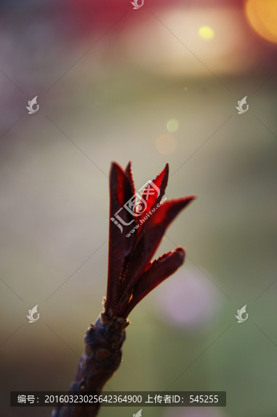 早春嫩芽