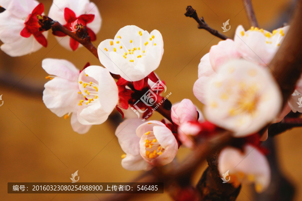 杏花初放