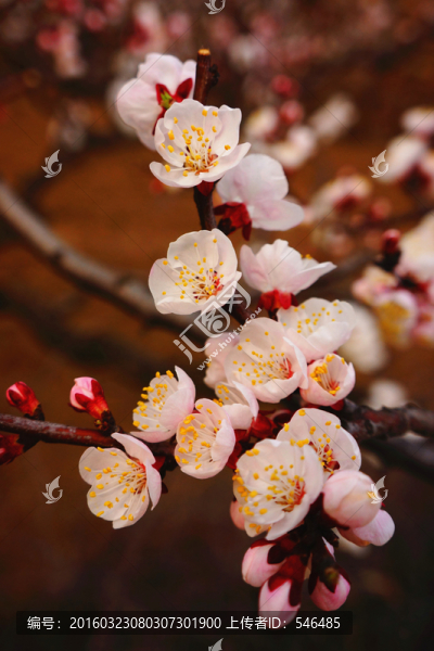 杏花,春花