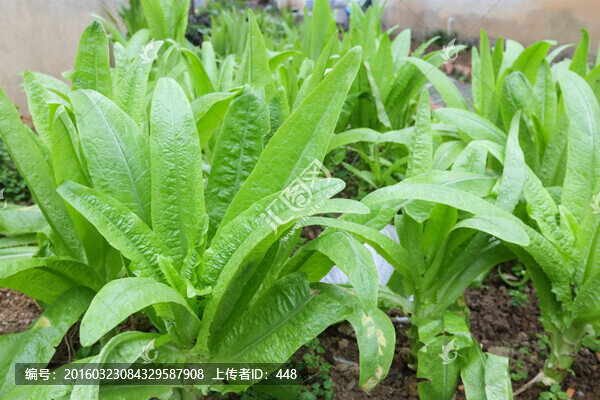 油麥菜,蔬菜,莜麥菜,苦菜