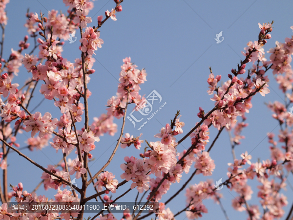粉色桃花