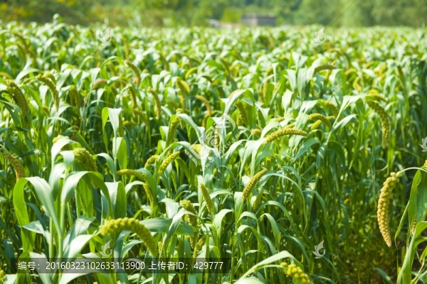 小米,谷子,谷子地