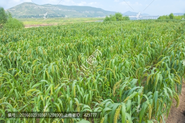 谷子地,谷穗,小米,谷物