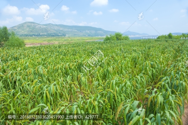 谷子,,谷穗,小米