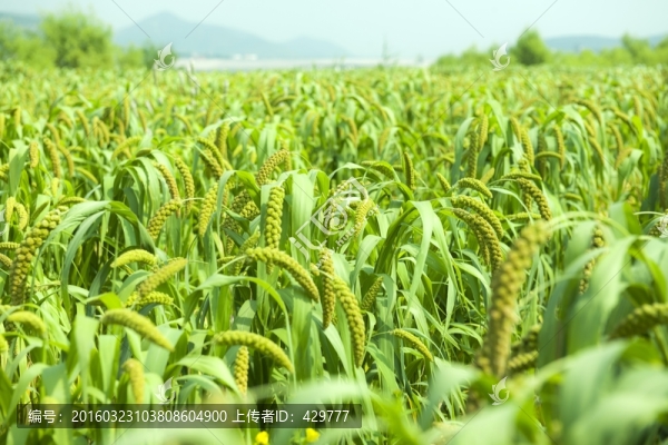 谷子地,小米,農(nóng)田,糧食