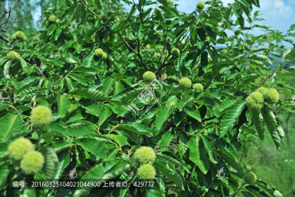 果園,板栗,栗子