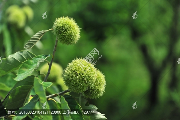 栗子,板栗,,果園