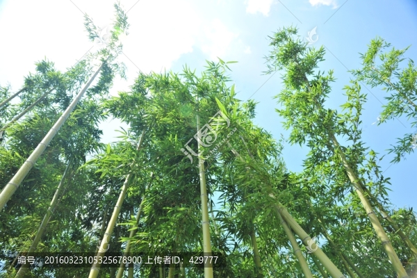 竹子,綠竹,翠竹