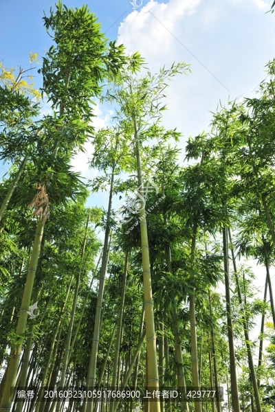 竹子,竹林,翠竹,綠竹
