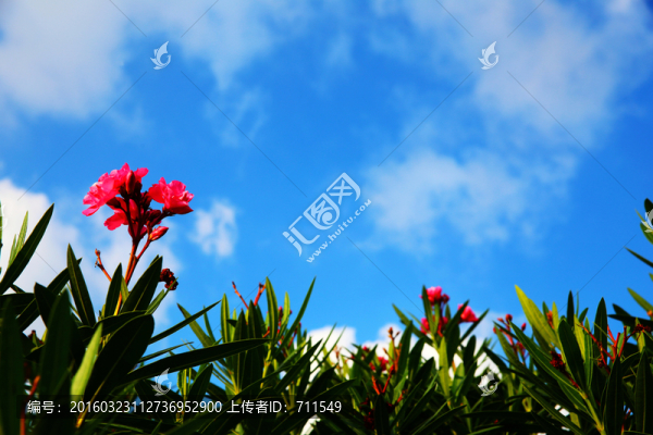 藍(lán)天下紅花,夾竹桃