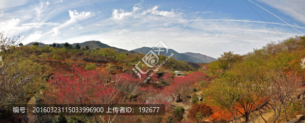 櫻花峪全景圖