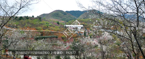櫻花峪全景圖