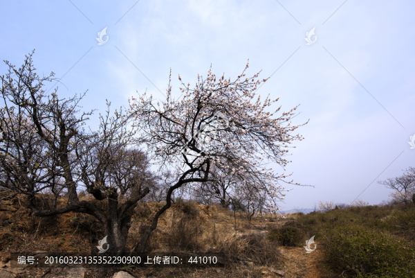 山野杏花