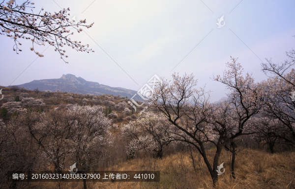 山野杏花