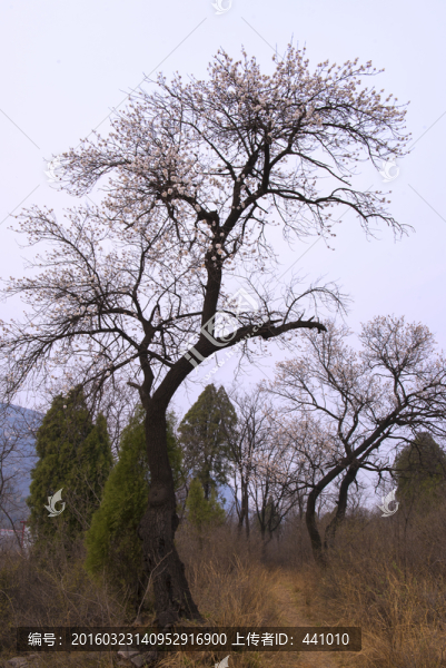 山野杏花