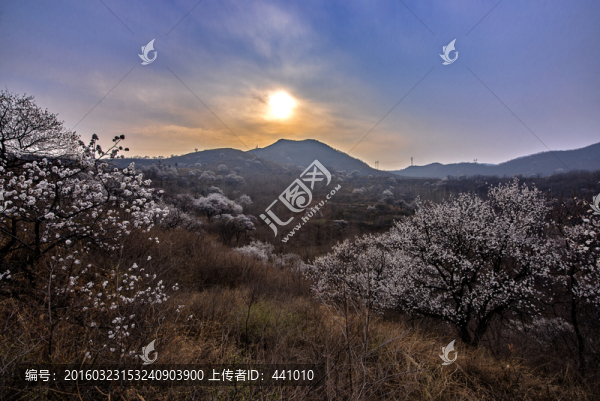 山野杏花