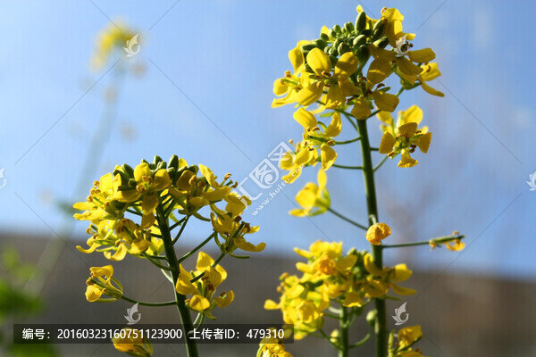 油菜花,黃花,菜花,花卉,植物