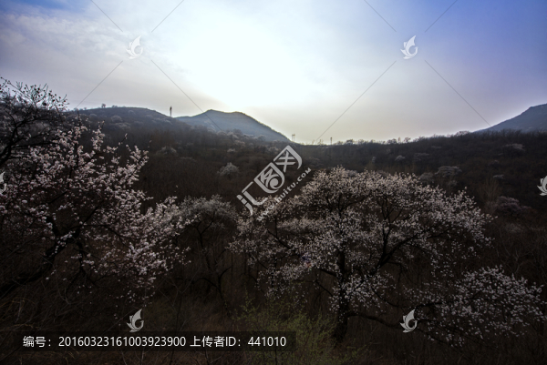 山野杏花