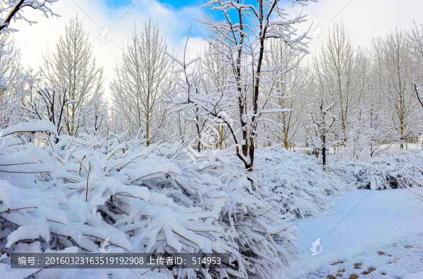 春雪
