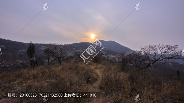 山野杏花