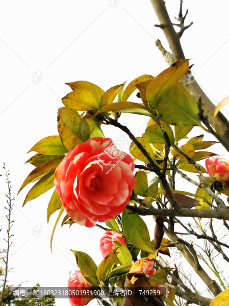 茶花