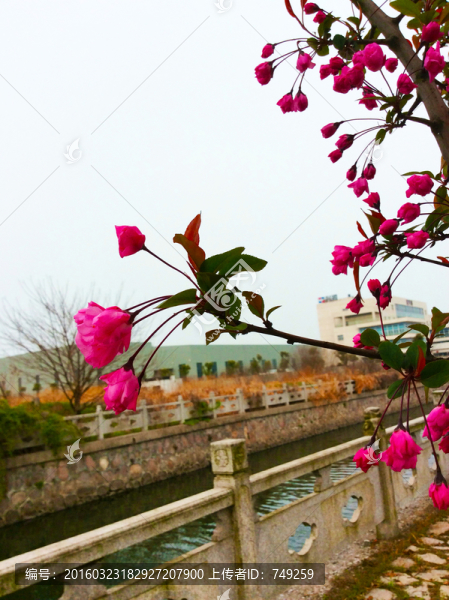 桃花
