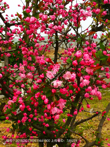 桃花
