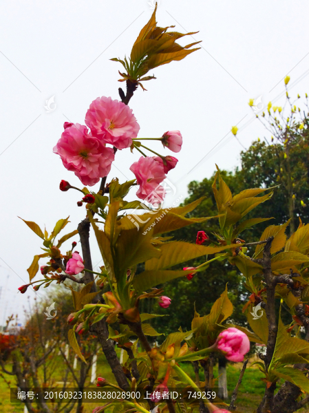 桃花