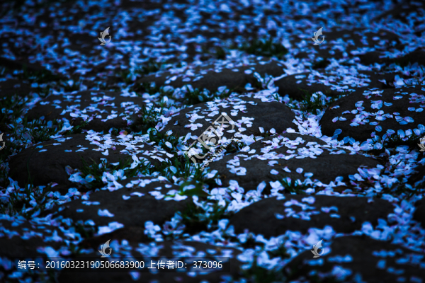 滿地櫻花花瓣