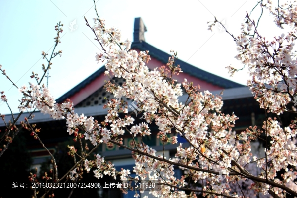 櫻花