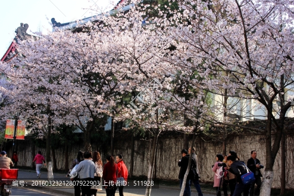 櫻花