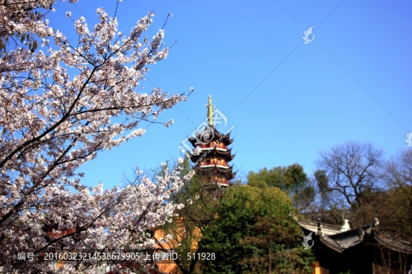 櫻花