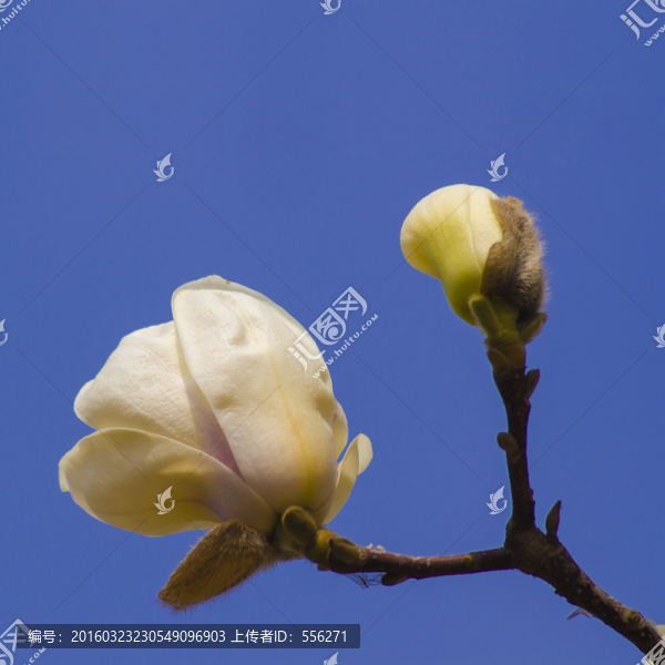 白色玉蘭花