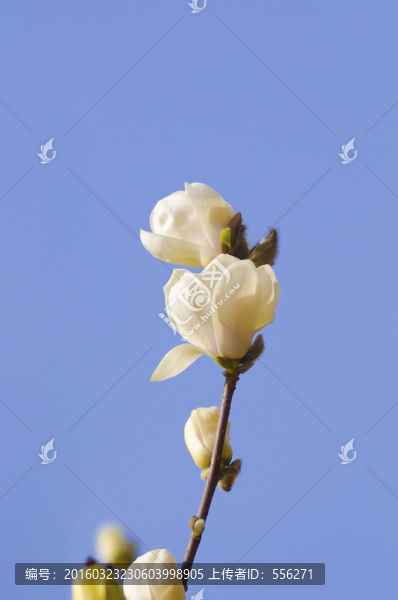 白色玉蘭花