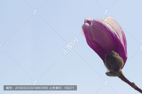 玉蘭花苞