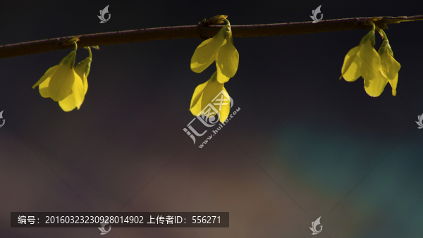 金鐘花