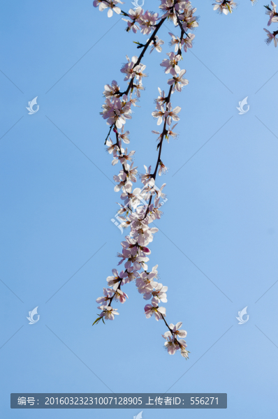 李花