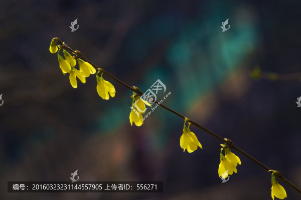 金鐘花