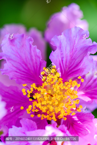 紫薇花朵豎幅