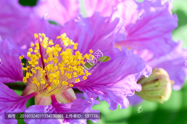 大花紫薇花蕊